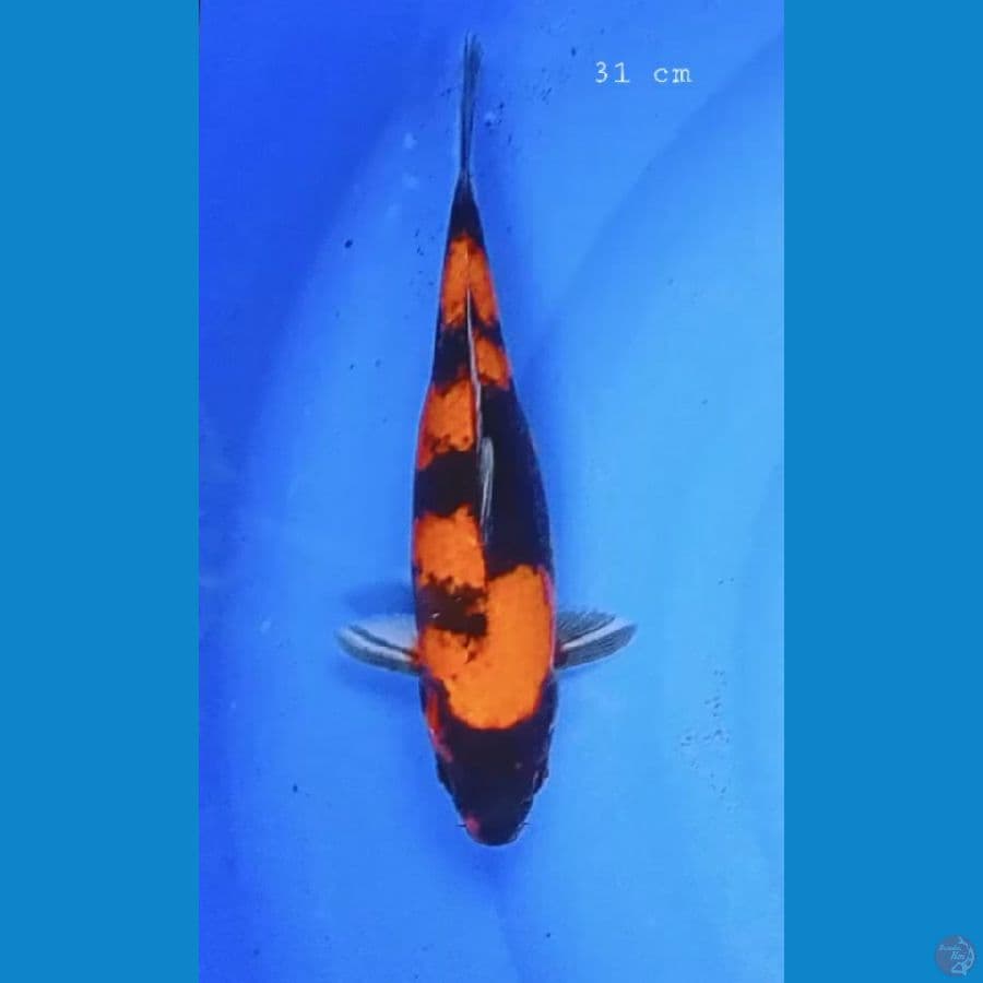 Kin showa 30 cm