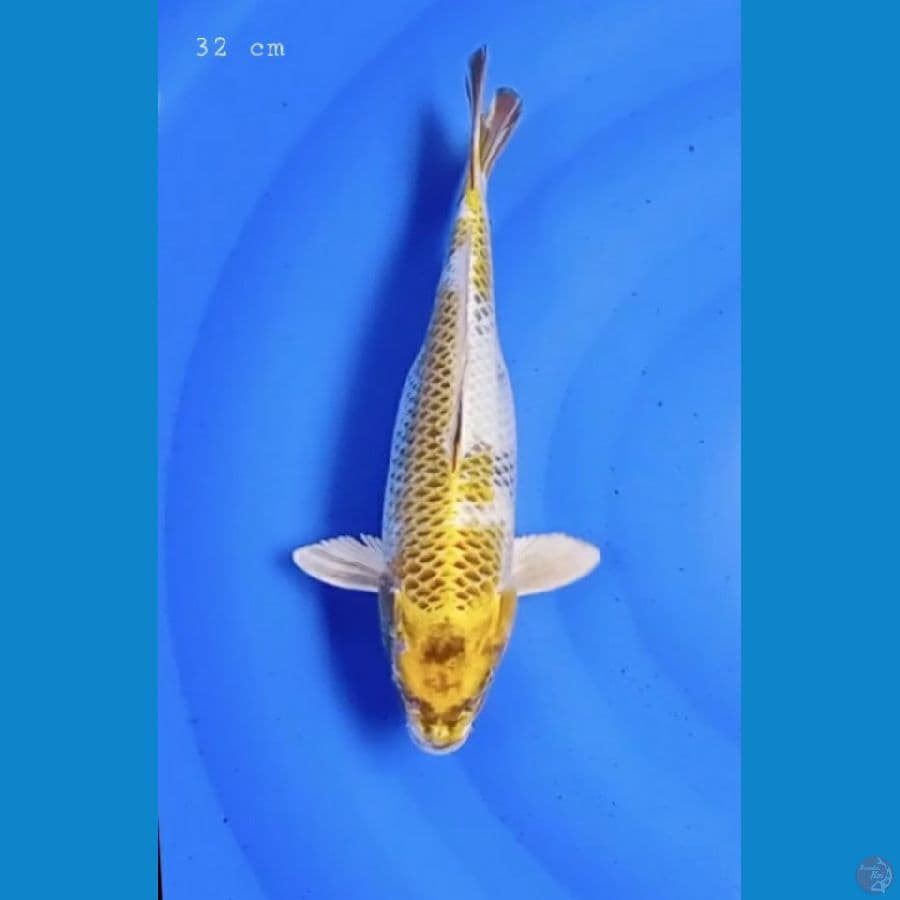 Kin showa 32 cm