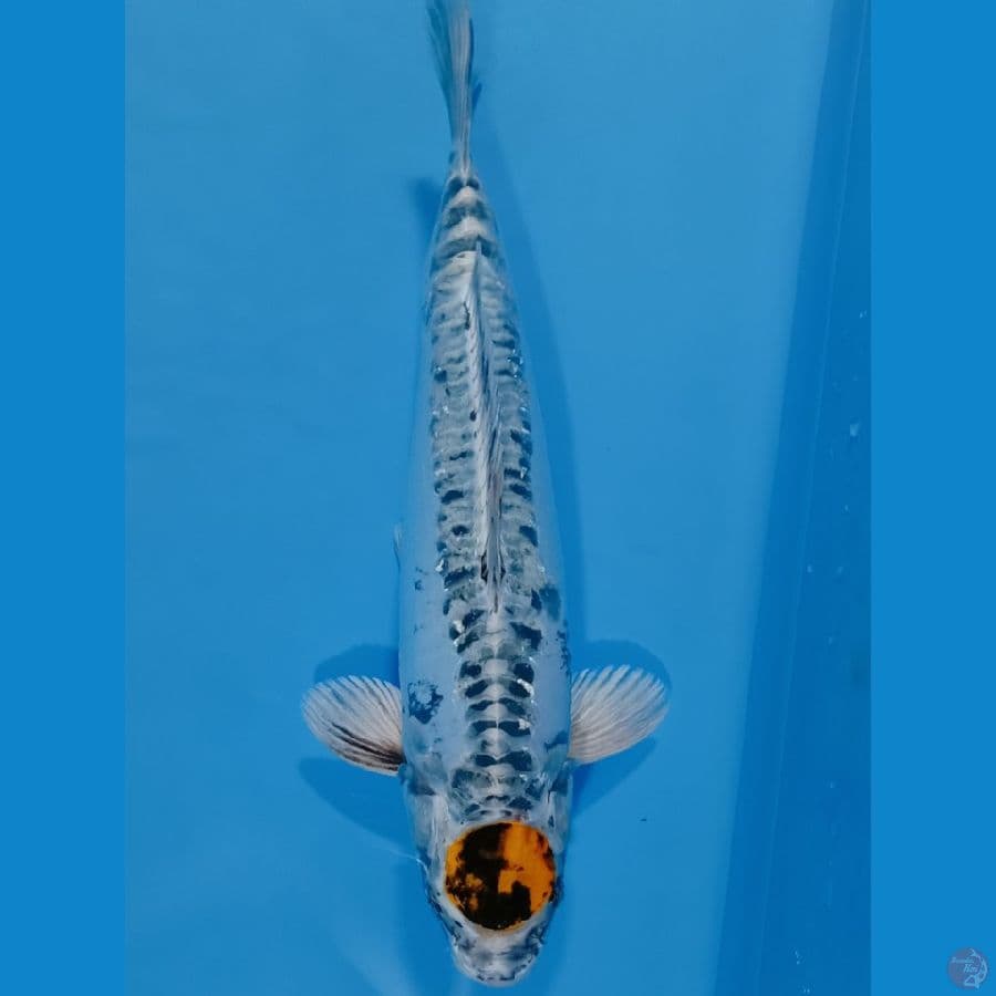 ANTIKAN TANCHO KIKO 43CM