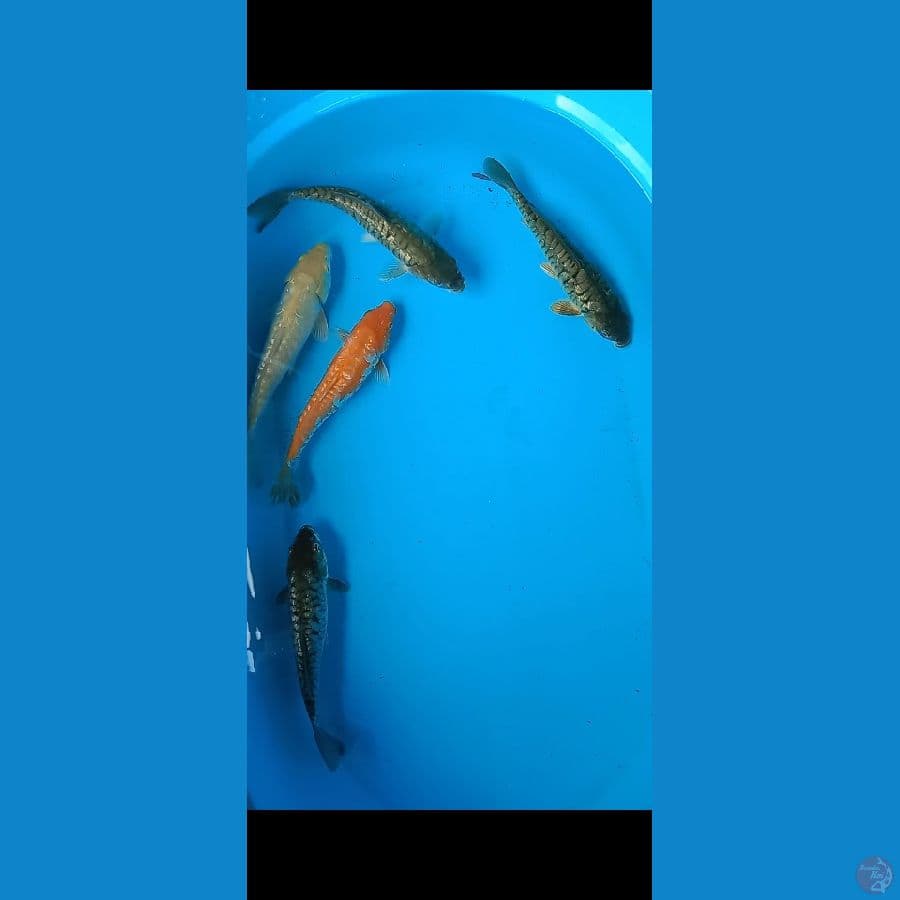 Koi mix karasi dan midori ginrin aragoke size 23-26cm