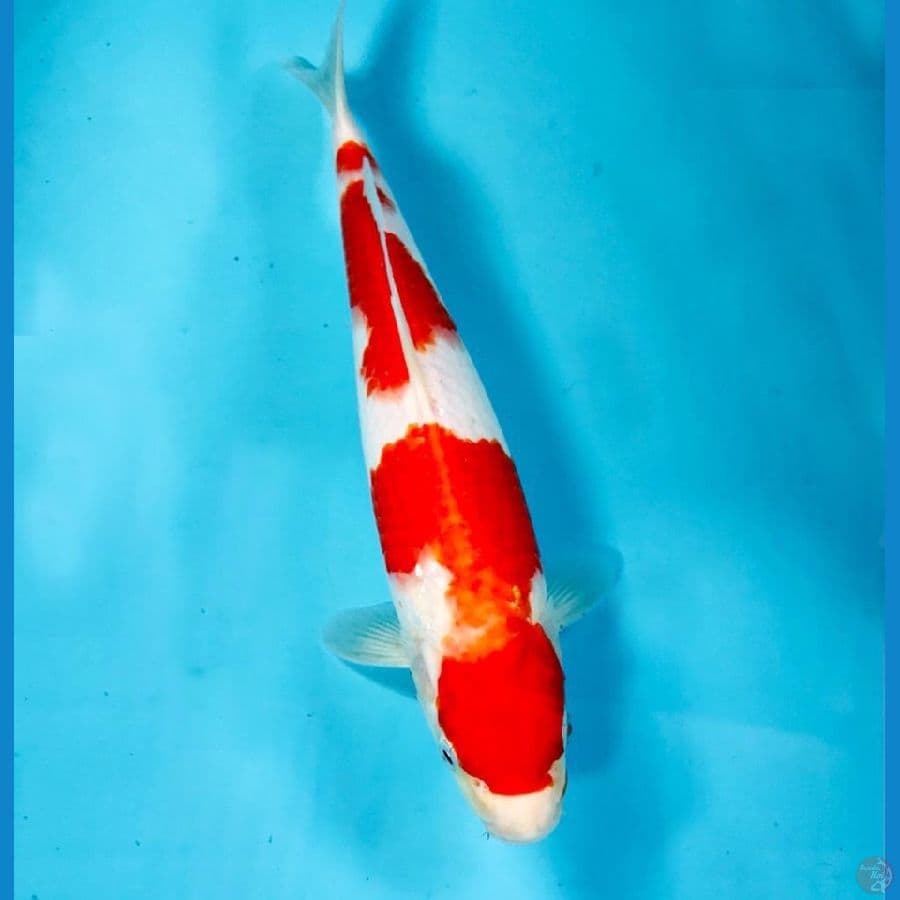 kohaku, 30 cm