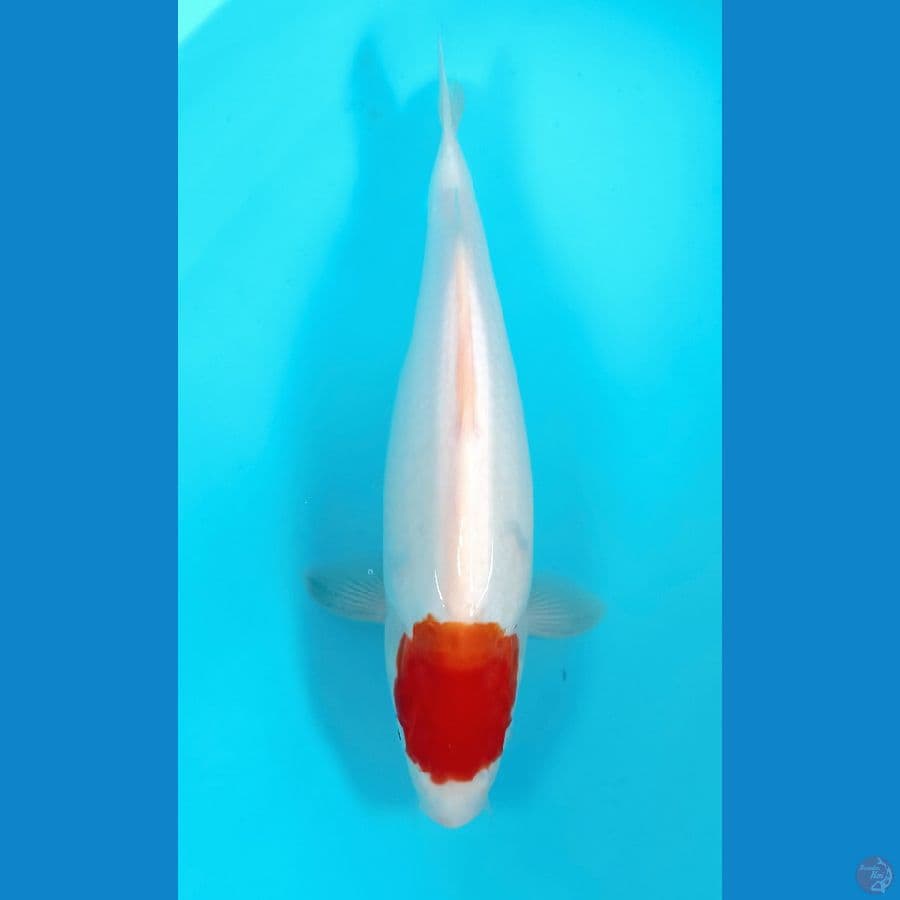 tancho kohaku 36cm