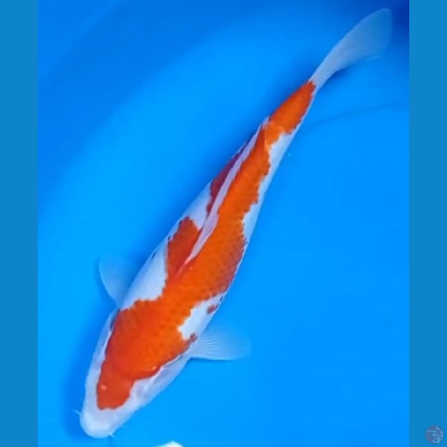 KOHAKU INAZUMA 25cm