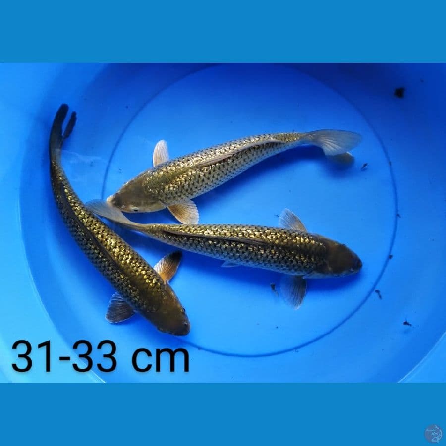 midori punuk jos calon jumbo 3 ekor