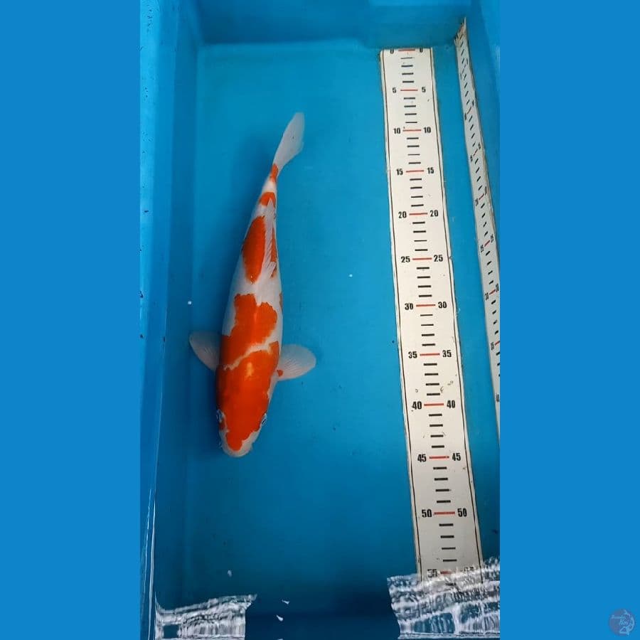Kohaku