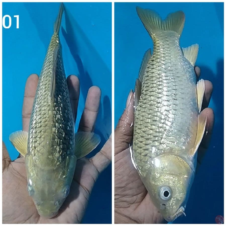 the MIDORI GINRIN ijo botol body bulky punuk unta