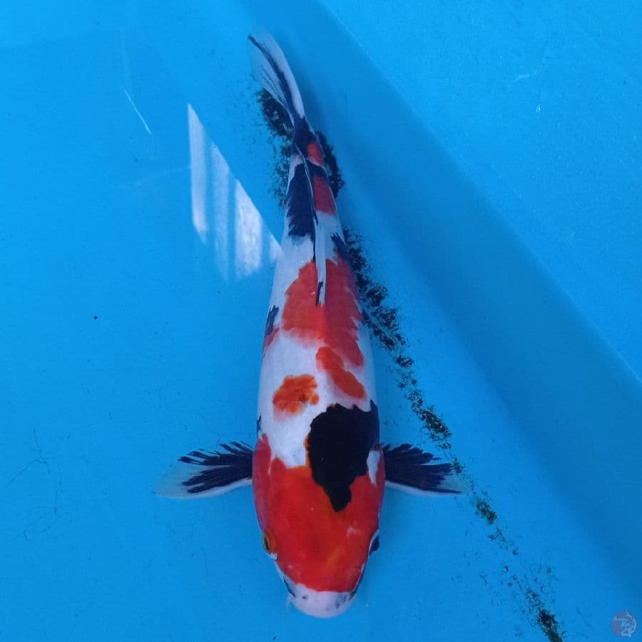 Showa Sanshoku 30 cm