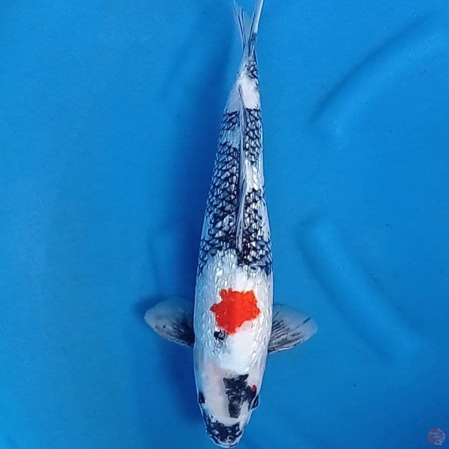 Showa Sanshoku ginrin 40 cm