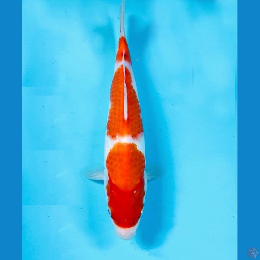 kohaku, 24 cm