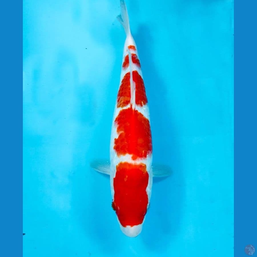 kohaku, 29 cm