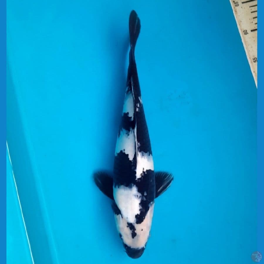 Shiro 36cm Female