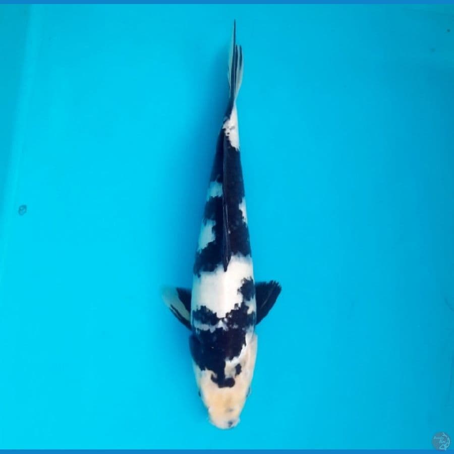 Shiro 30cm Male
