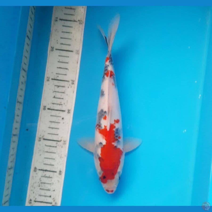 Tategoi showa 27cm
