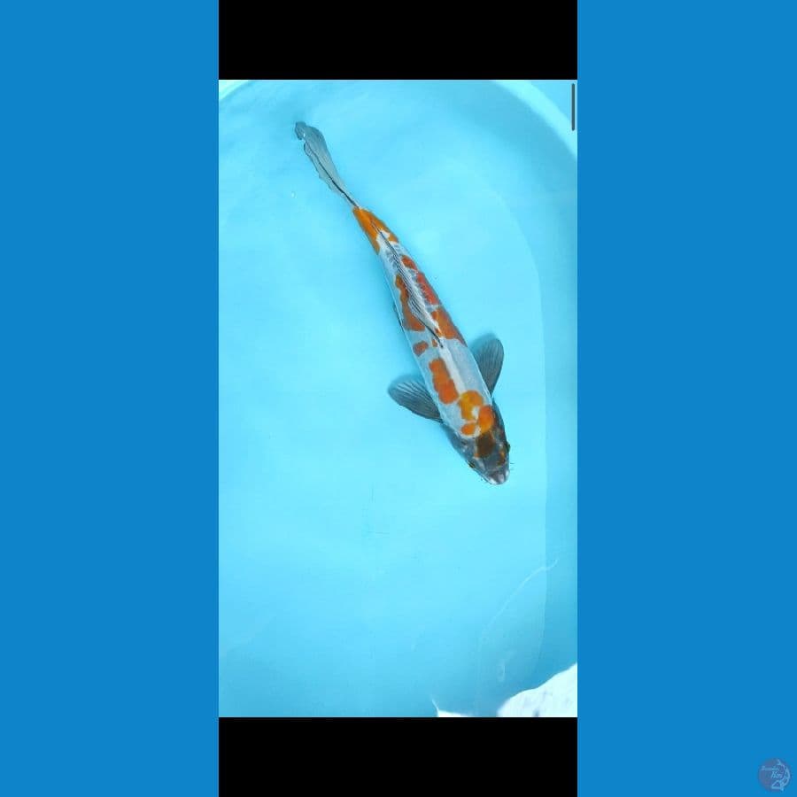 uchiba doit Male 40cm