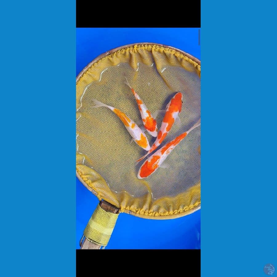 kohaku size 10-12cm