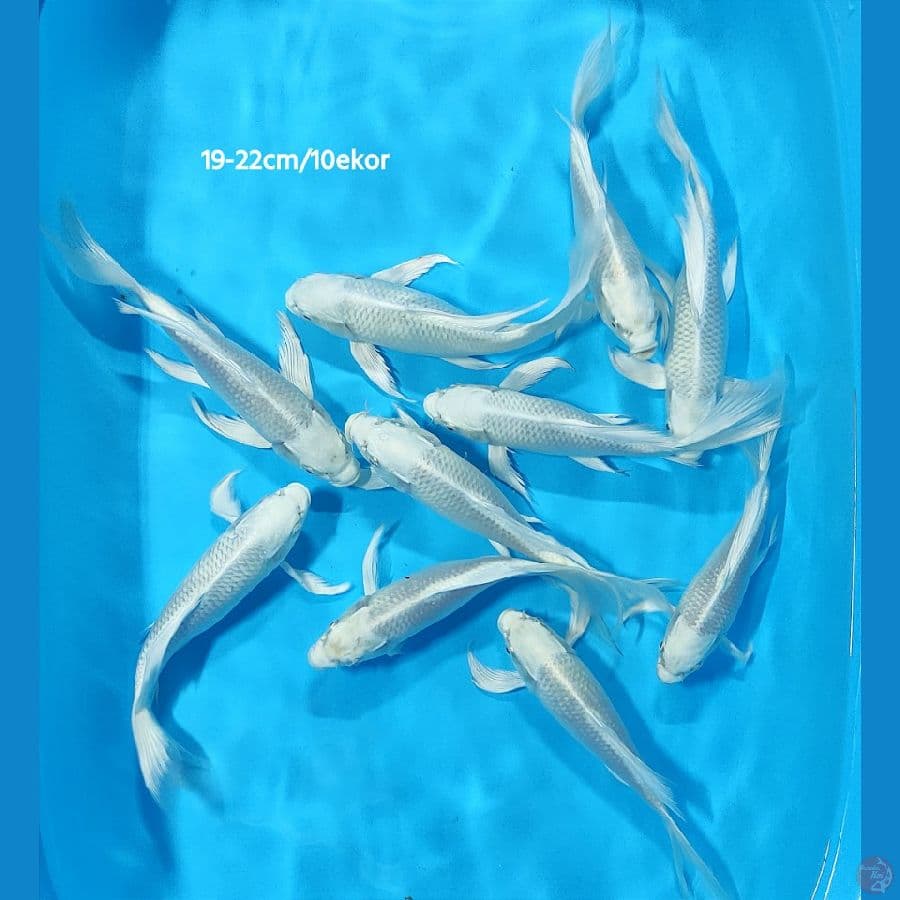 Platinum Kumpay~19-22cm / 10ekor