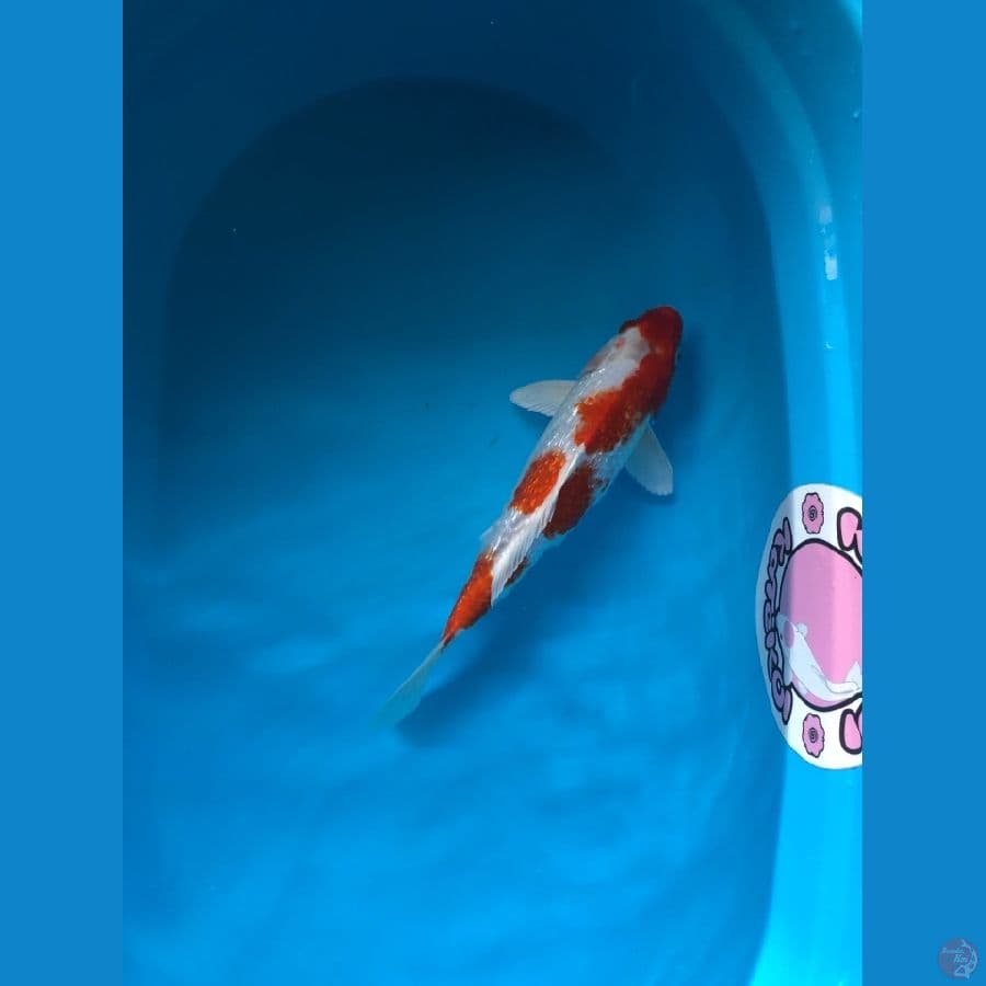 33 cm sandan kohaku gindrin