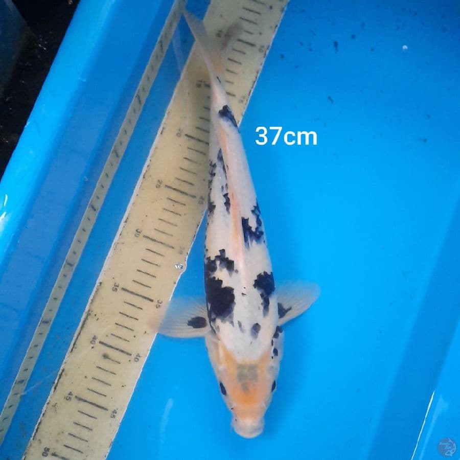 shiro 37cm