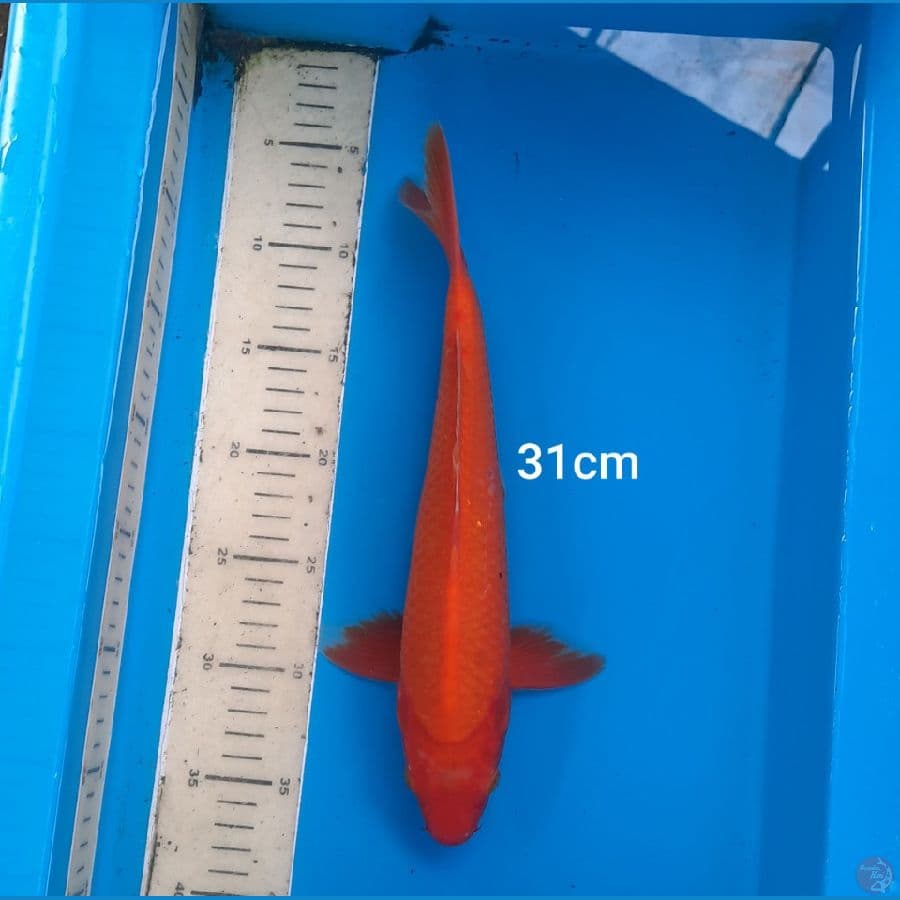 benigoi 31cm