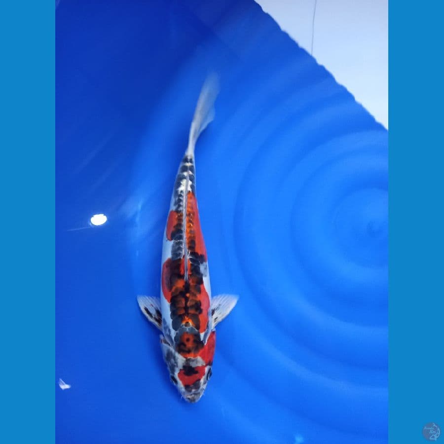 kiko 40cm
