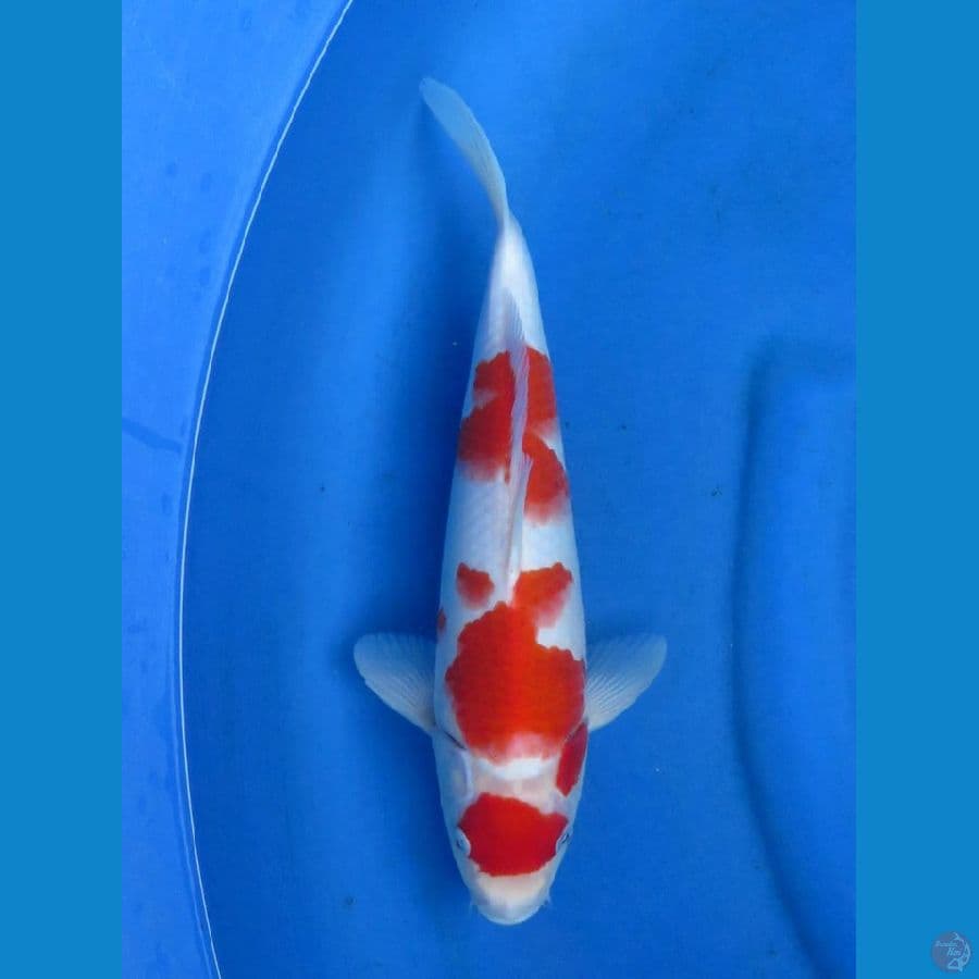 ori kohaku