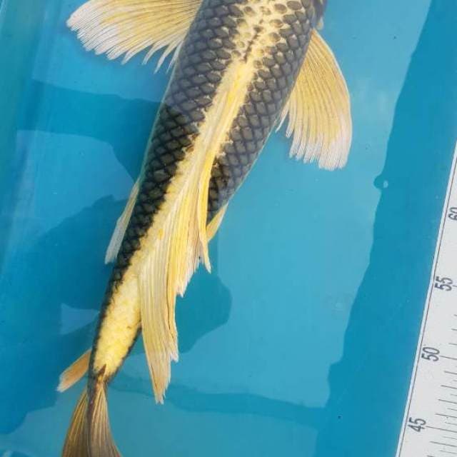 Kabuto Kumpay Super 50BU