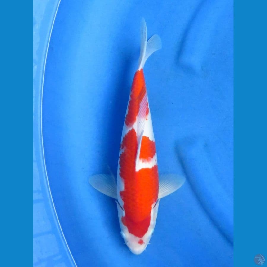 ori kohaku