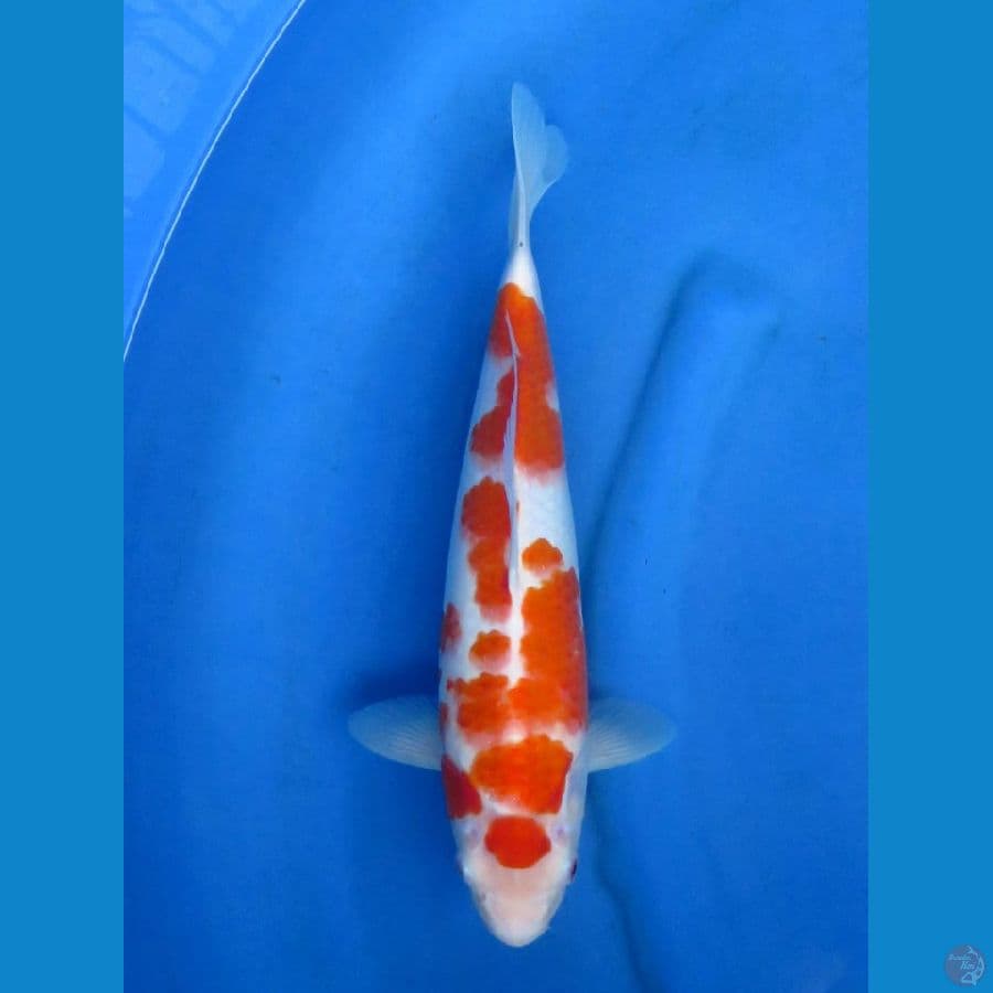 ori kohaku
