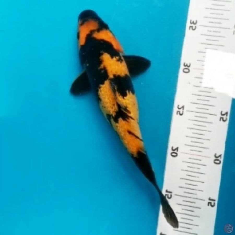 ~SLA03~ KI UTSURI GINRIN M/26CM