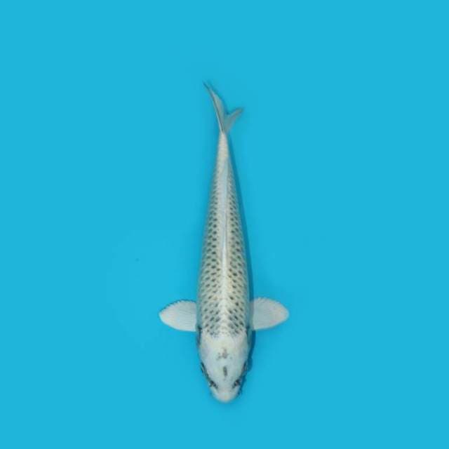 31 cm - MATSUBA