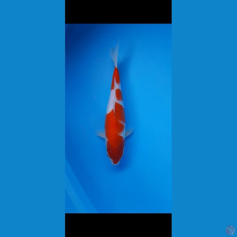 Kohaku