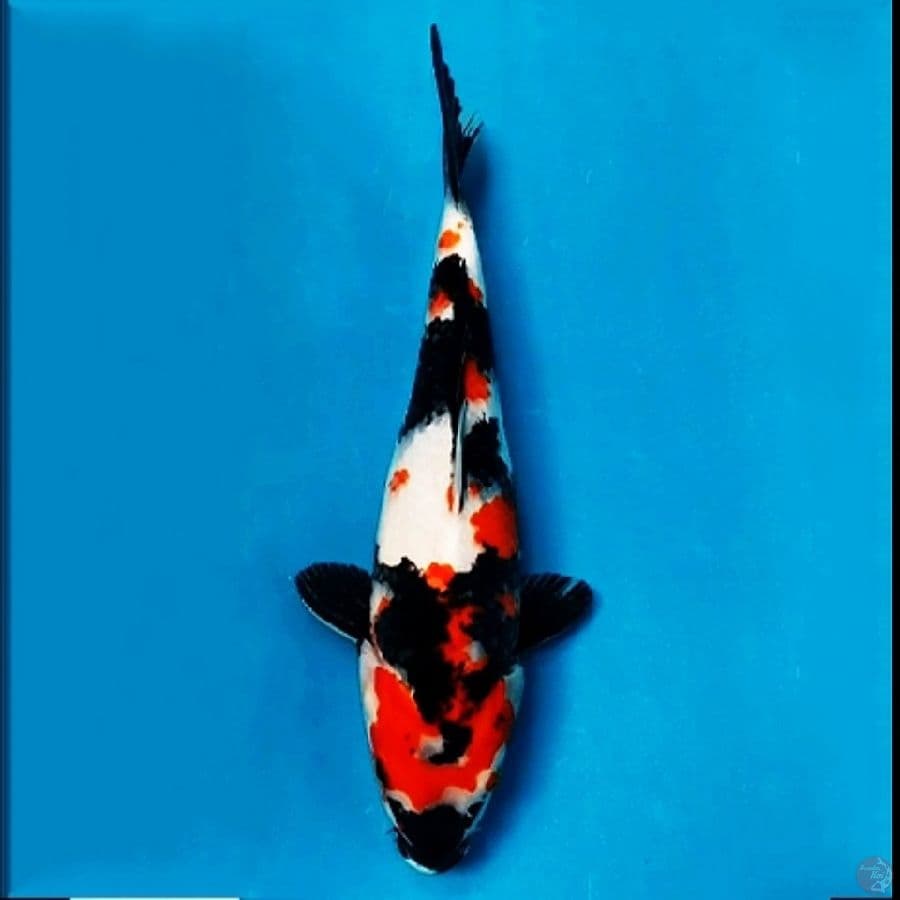 ~SLA01~ SHOWA STRONG M/30CM
