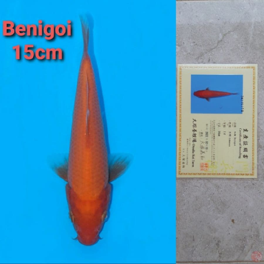 OTSUKA BENIGOI SERTIFIKAT