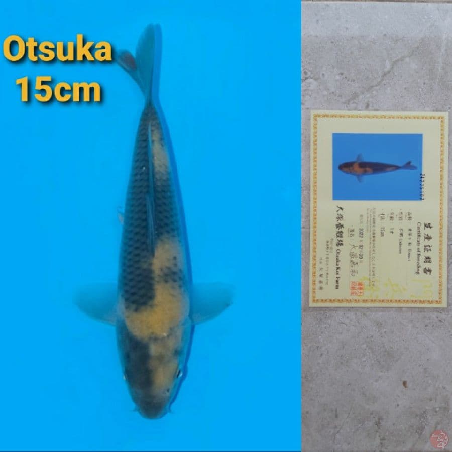 OTSUKA KI UTSURI 15CM