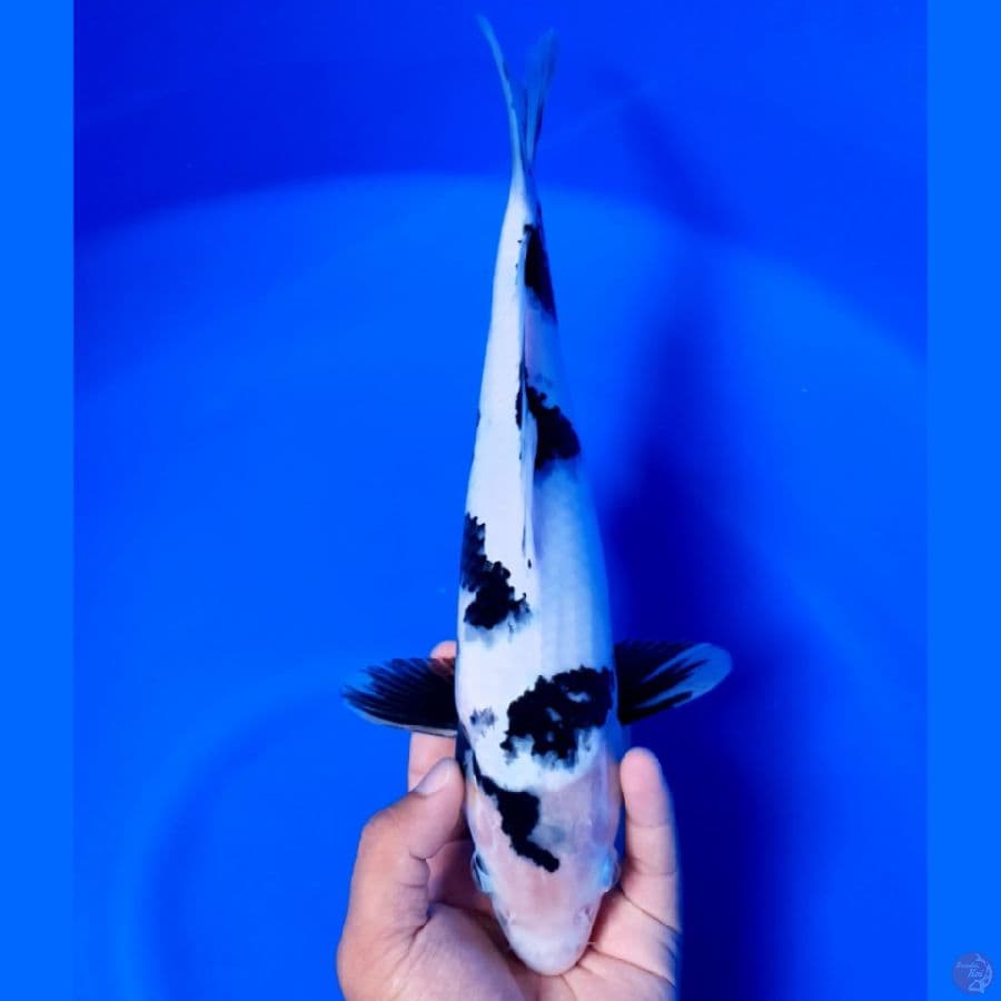 Shiro Tategoi 32cm