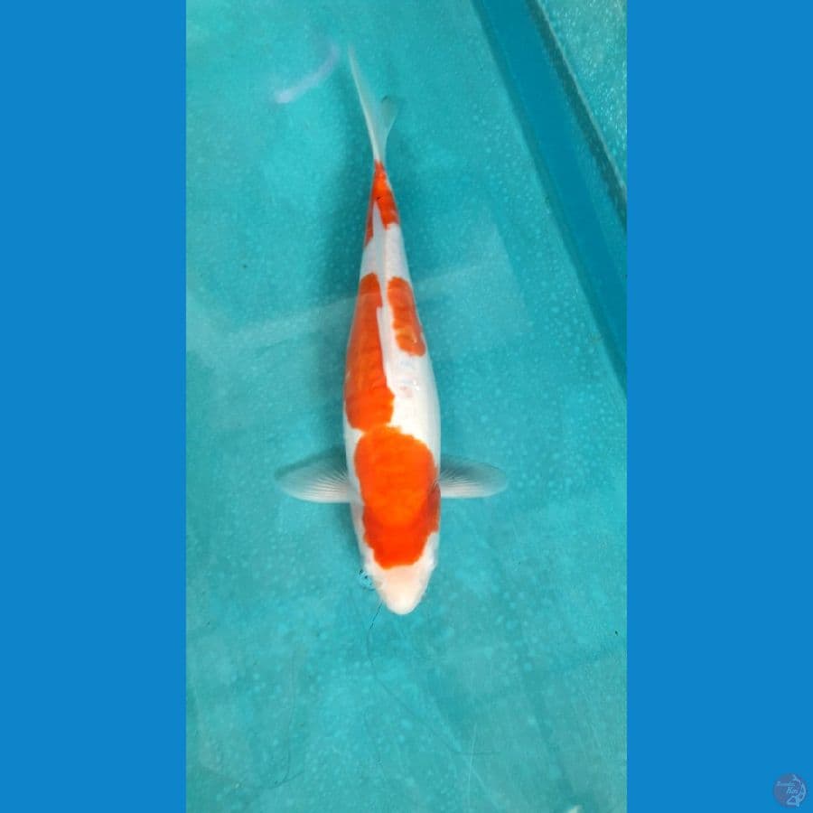 kushui body bongsor 30cm