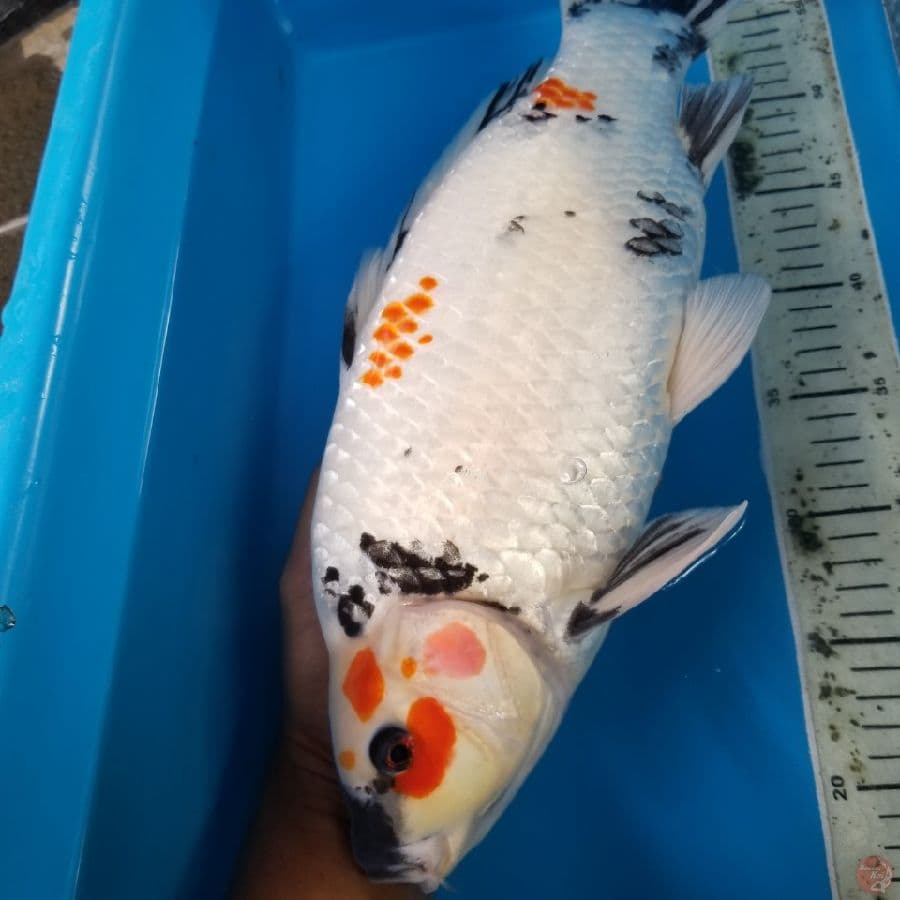 F1 SHOWA BERPUNUK 45 BU