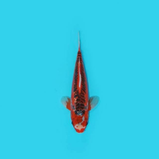 30 cm - SHUSUI