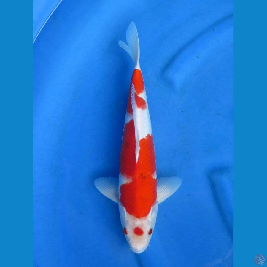 ori kohaku
