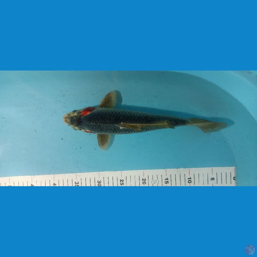 antikan 33cm
