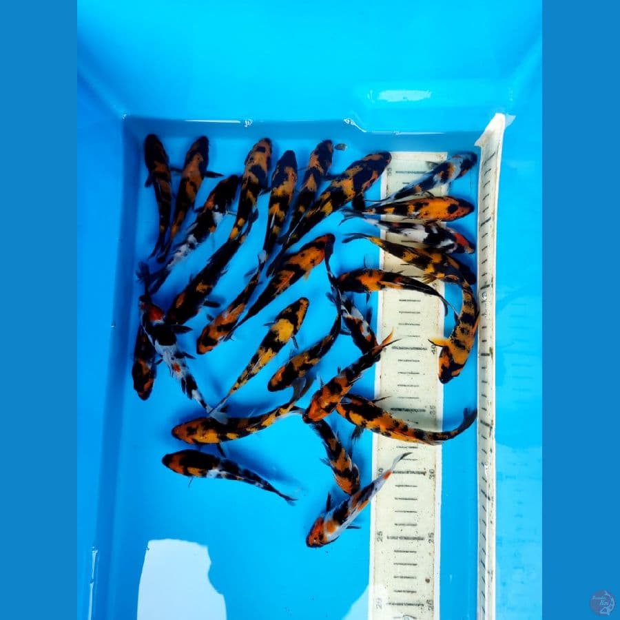bibitan showa grade A ,, 11 14 cm ,, 25 ekor+bonus