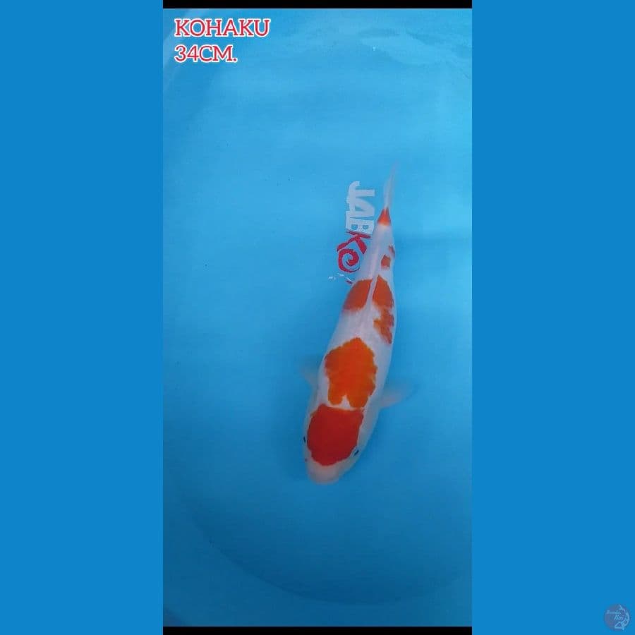 Kohaku Maruten 34cm