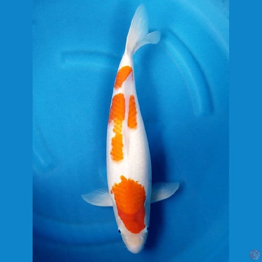 BULKY KOHAKU 45 CM