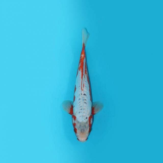 31 cm - SHUSUI