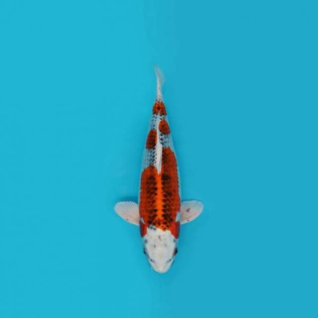35 cm - KUJAKU