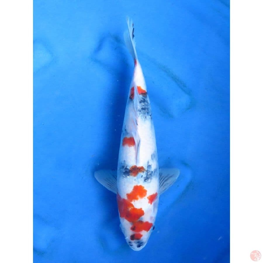 32cm - Kindai Showa