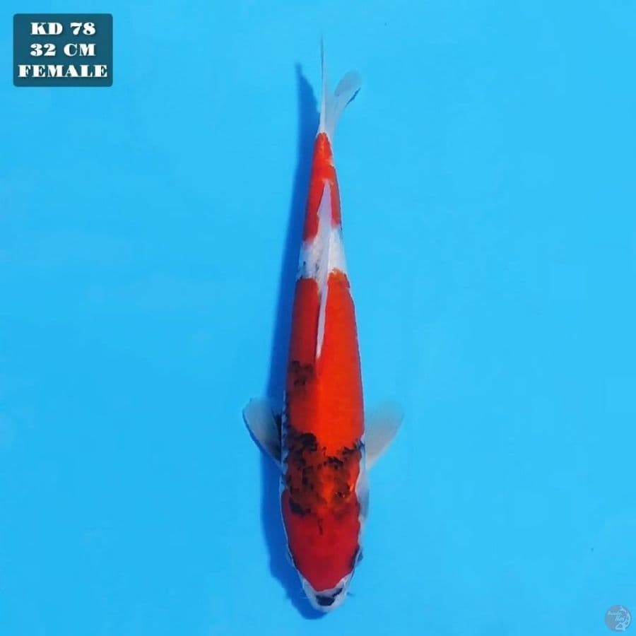 showa tategoi 32cm female