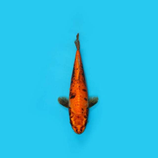 33 cm -