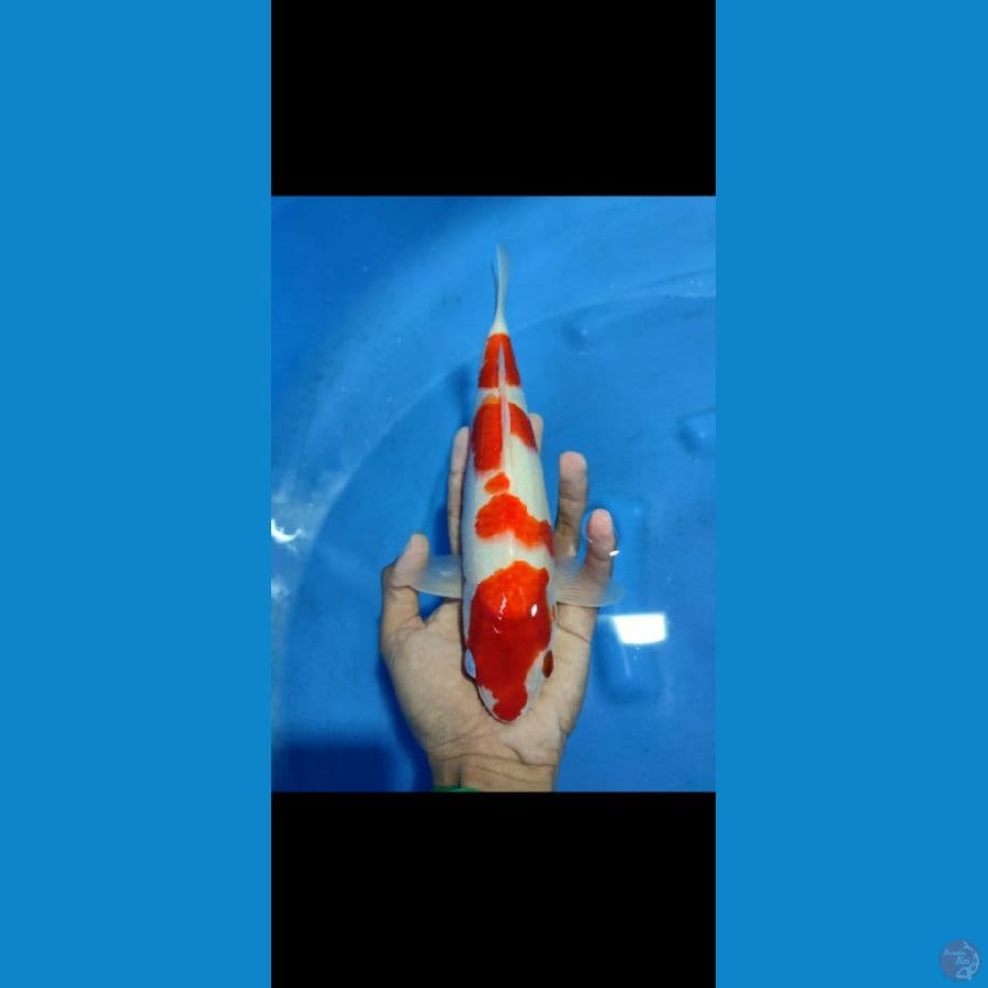 kohaku merah strong , 28 cm