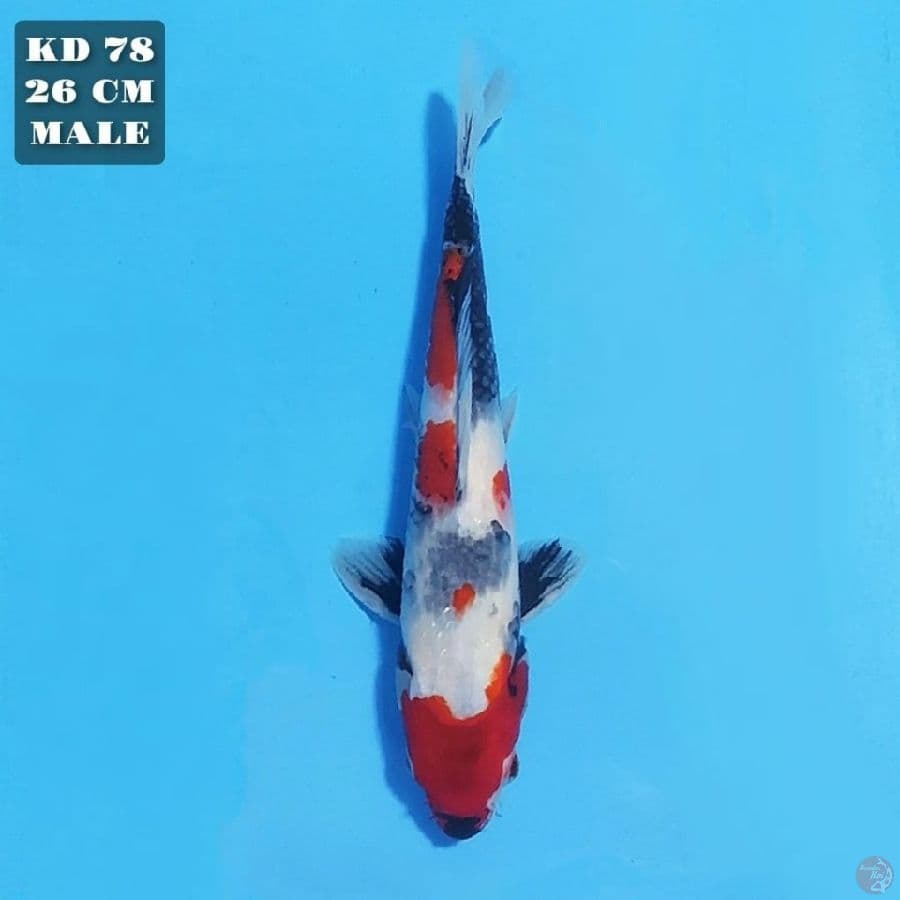 kindai showa 26cm male